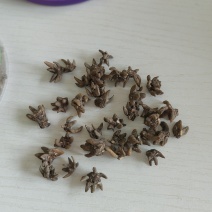 特价野生猫爪草精品无硫猫爪草