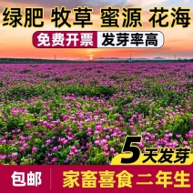 紫云英厂家货源批发价格全国发货价格便宜欢迎下单咨询