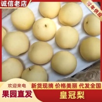 白皇冠梨果肉细腻口感脆甜保质保量河北产地直销