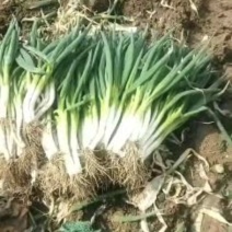 精品分葱产地直发量大价优对接全国客商欢迎老板致电咨询