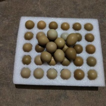 优质新鲜野鸡蛋每天现捡现发