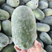 水果冬瓜大量供应电商超市市场，欢迎各位老板联系我