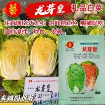 豫艺龙芽皇白菜种子桔红心特色大白菜种子秋季抗病优质菜种