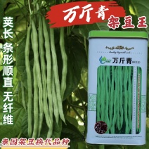改良万斤青架豆王种子升级泰国无筋豆种籽抗黄枯萎病四季豆