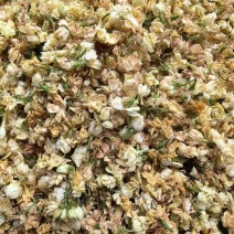 横县直营茉莉花干