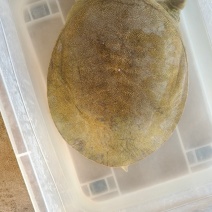 水产品，甲鱼，系列。
