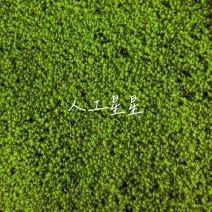 青苔/苔藓地被绿植