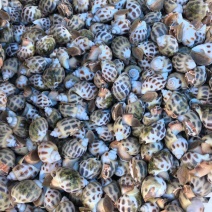 广东湛江东风螺大量有货/精品水产东风螺产地直销量大优惠