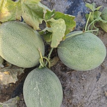 精品哈密瓜晓蜜25号西州蜜大量有货价格合理