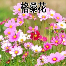 耐寒格桑花种籽七彩野花组合花草种子多年生四季开花易种庭院