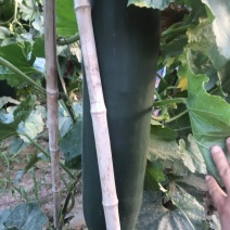 河南商丘产区黑皮冬瓜，大量上市，基地供应，一手货源。