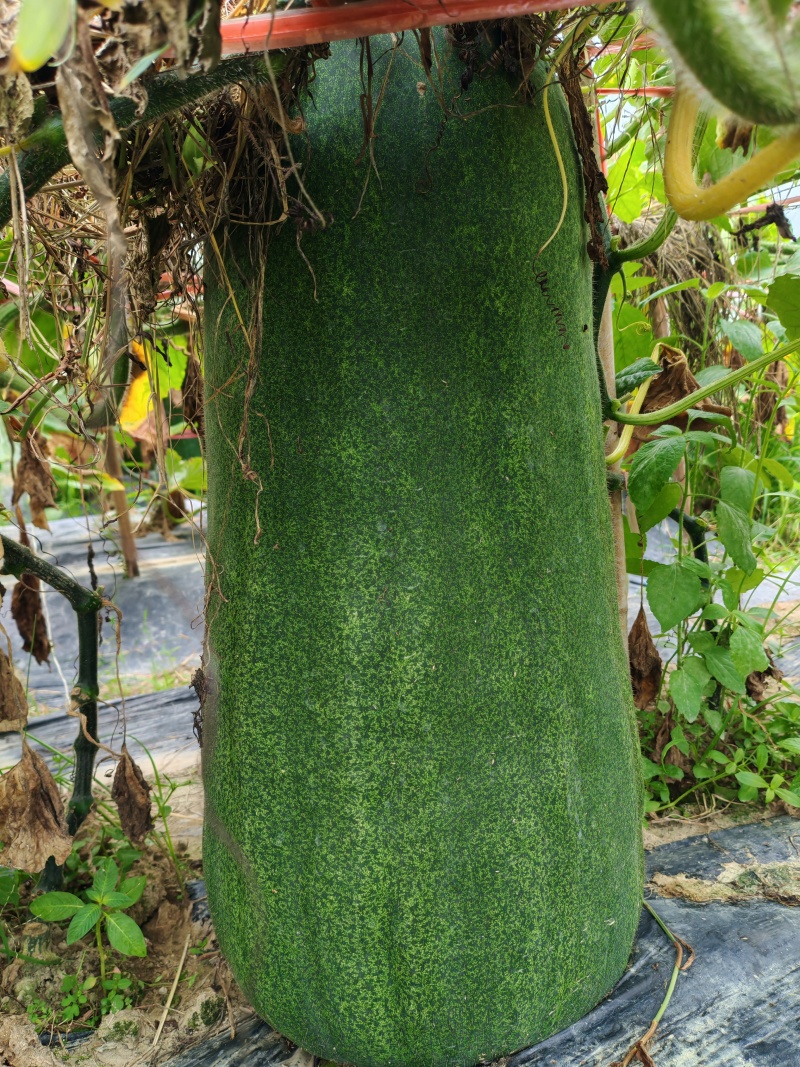 本地青皮毛瓜