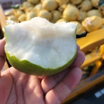 砀山县苏脆1号，夏玉，518，秋月梨翠玉等早熟梨，品质好