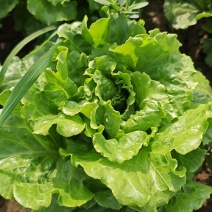 意大利生菜山西蔬菜基地全年供应大量上市价格合理