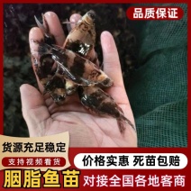 推荐胭脂鱼苗选优质鱼苗，成活率高量大从优，基地直发精