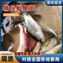 牛商精品鲈鱼苗全国发货，吃食好，成活率高量大从优