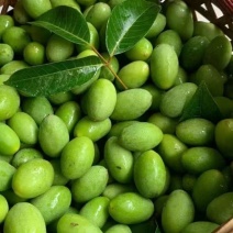 百年树青橄榄