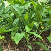 莲雾苗黑金刚莲雾大叶红莲雾苗