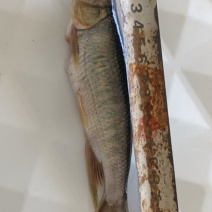 马口鱼