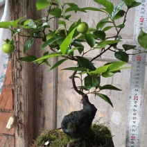 四川灌木嫁接金弹子盆景盆栽***********