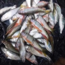 马口鱼