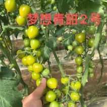 青甜2号圣女果苗高口感糖度高花絮多产量高，抗病强有现苗