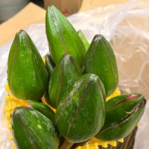 睡莲