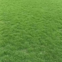 马尼拉草皮