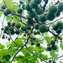 构树果