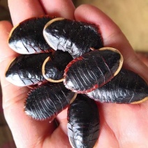 野生中华金边地鳖虫