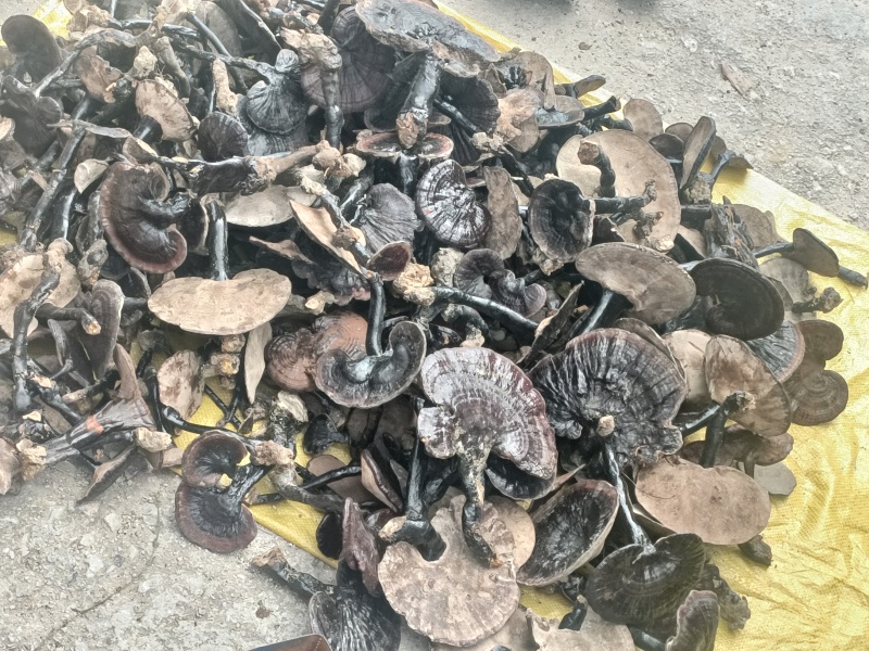 野生灵芝贵州产地直供一手货源量大优惠质量保证欢迎