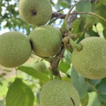 核桃