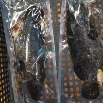 石斑鱼，龙趸鱼，珍珠斑，珍珠龙趸，净重销售
