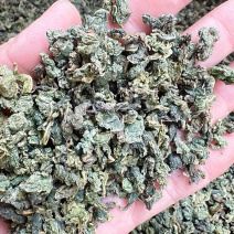 桑叶茶正宗无硫桑叶茶新货上市夏季刚需产品