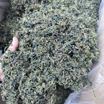 蒲公英茶新货批发正宗无硫蒲公英茶大量供应夏季畅销品