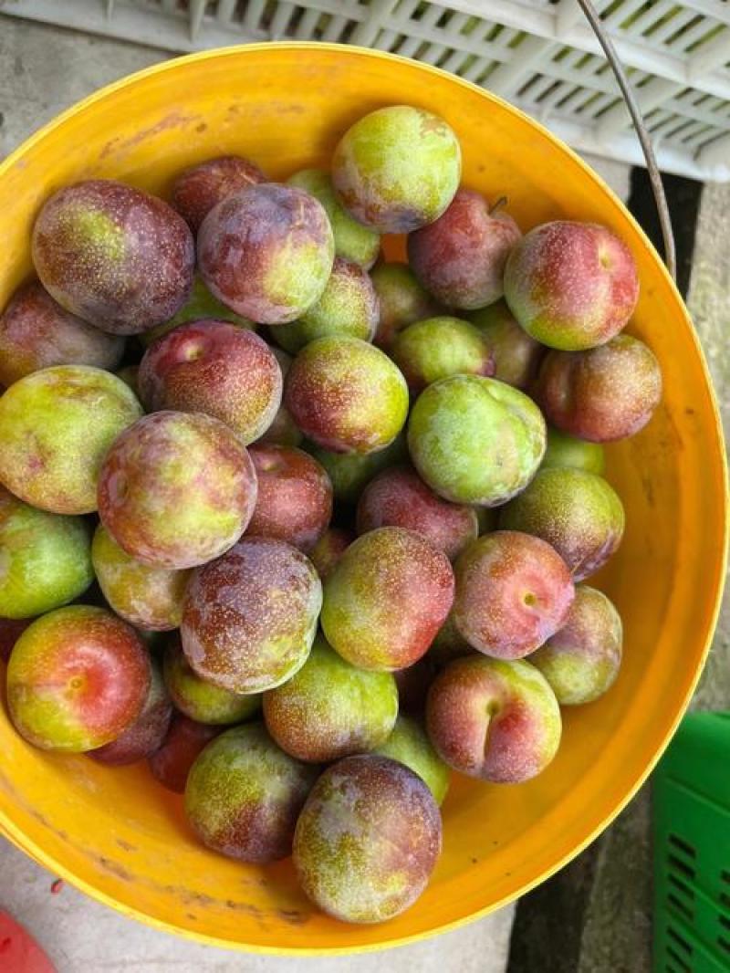 李子,贵州高山露天生态种植李子
