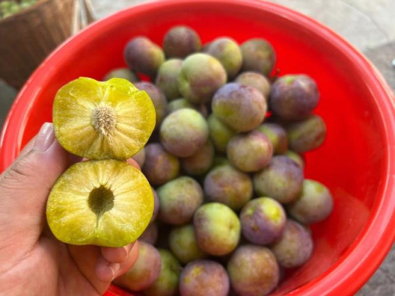 李子,贵州高山露天生态种植李子