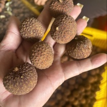 荔枝干，鸡嘴，桂味，糯米滋，无核荔枝