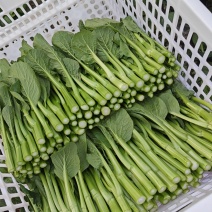 大棚菜心
