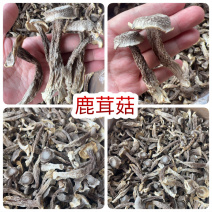鹿茸菇地摊电商批发厂家直供批发食用菌鹿茸菇干干鹿茸菇