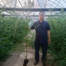 文冠果苗