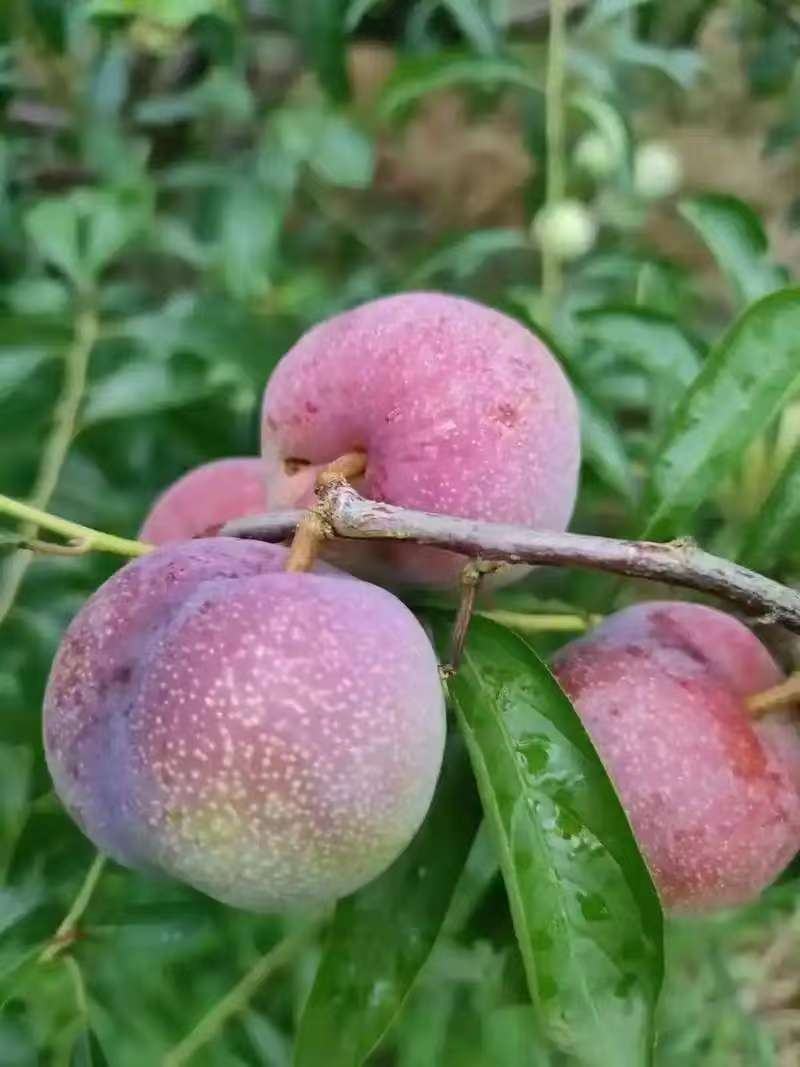 李子半边红贵州高山露天生态规模化种植口感脆甜