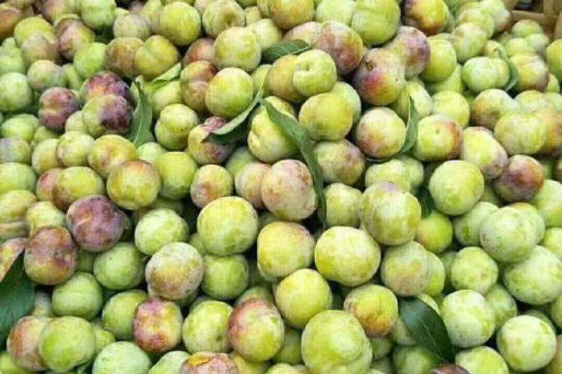 李子半边红贵州高山露天生态规模化种植口感脆甜