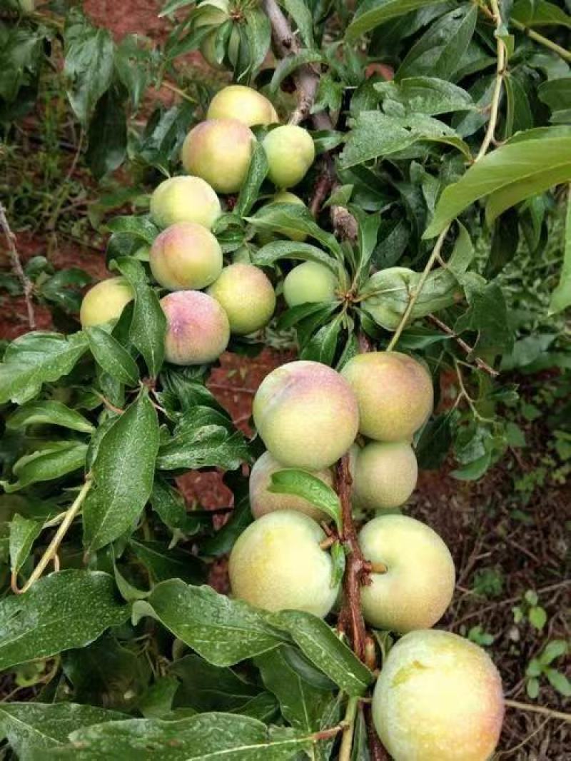 李子半边红贵州高山露天生态规模化种植口感脆甜