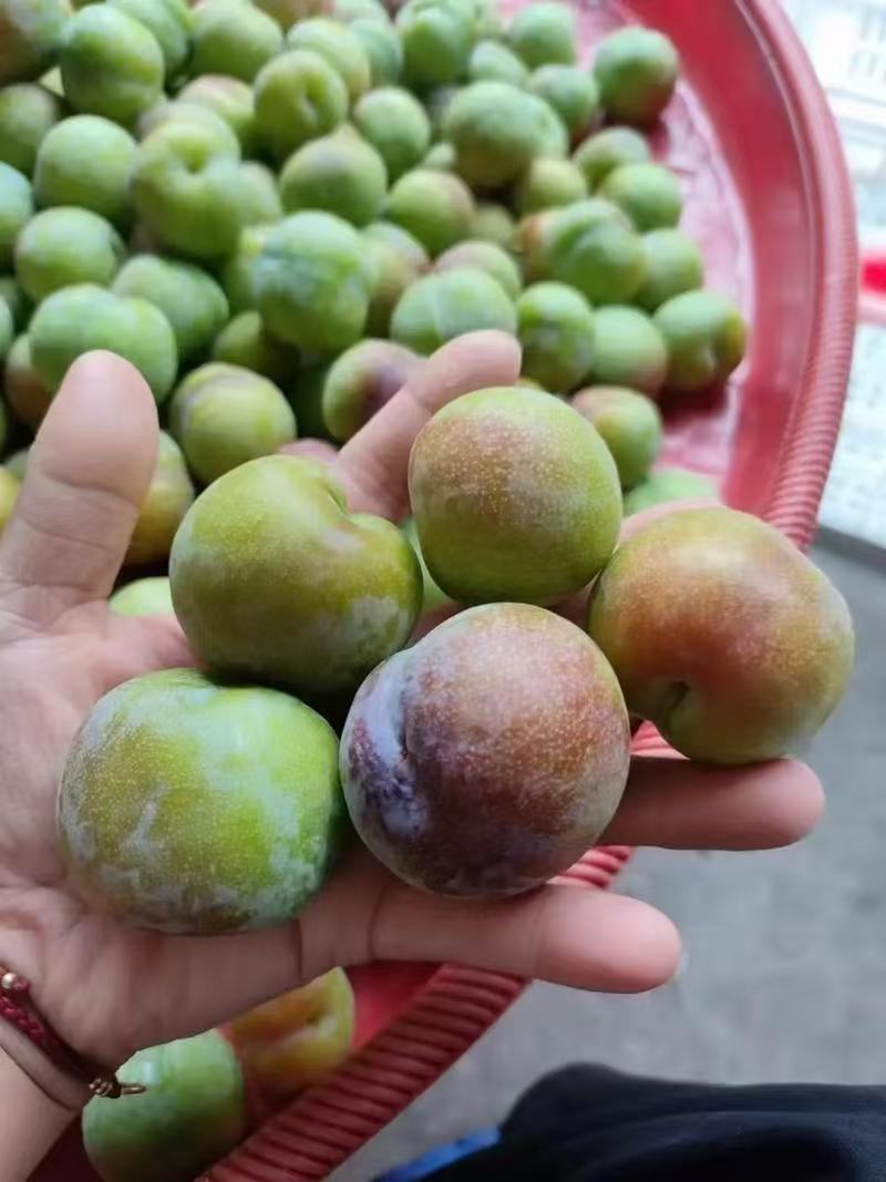 李子半边红贵州高山露天生态规模化种植口感脆甜