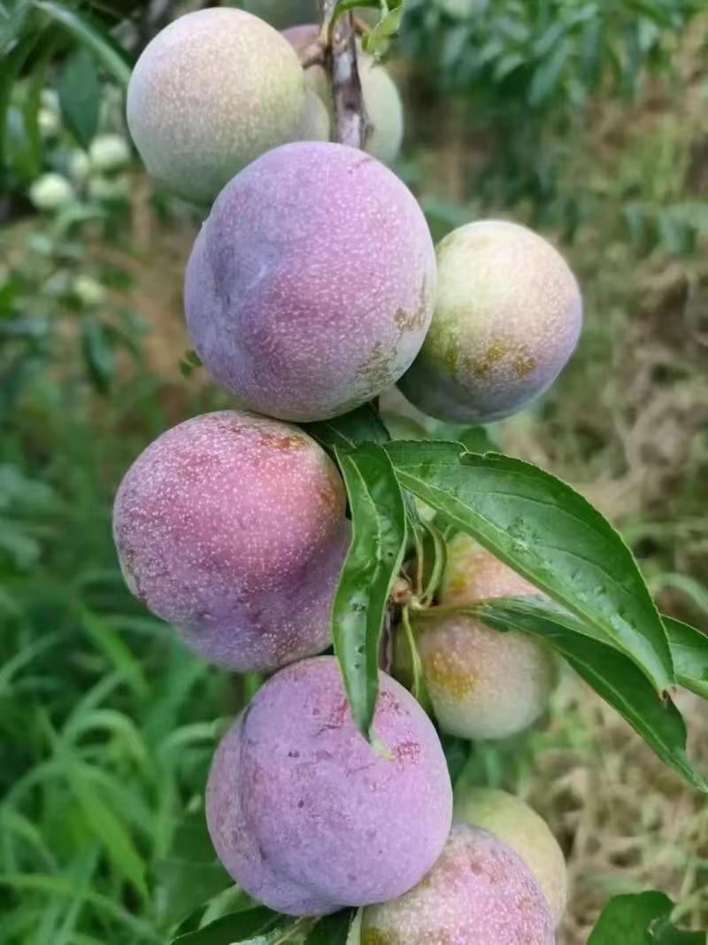 李子半边红贵州高山露天生态规模化种植口感脆甜