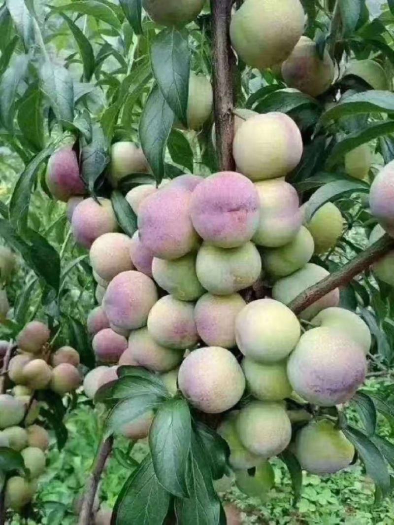 李子半边红贵州高山露天生态规模化种植口感脆甜