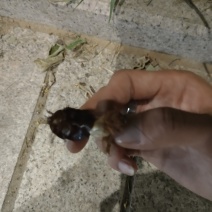 土元