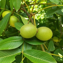 四川大凉山青皮核桃