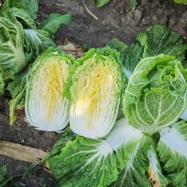 春福大白菜种子口感好绿叶黄芯高产抗病耐抽苔农家春秋播蔬菜